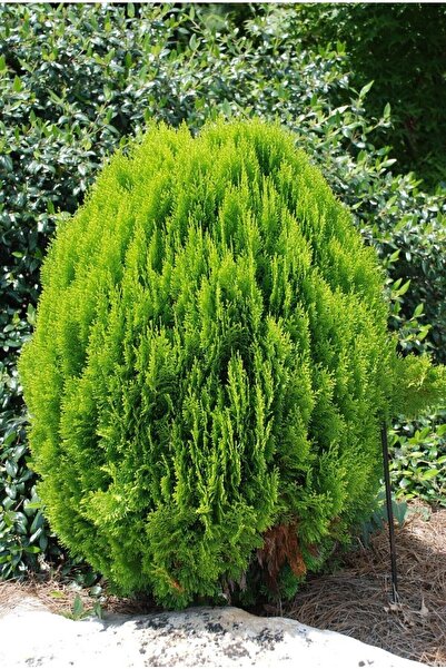 bahçevilya Yeşil Top Mazı Fidanı[2 Yaşında Tüplü]