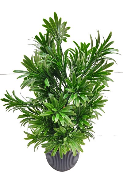 Cennet Home Taş porsuğu bitkisi yeşil şimşir plastik saksıda dekoratif ağaç