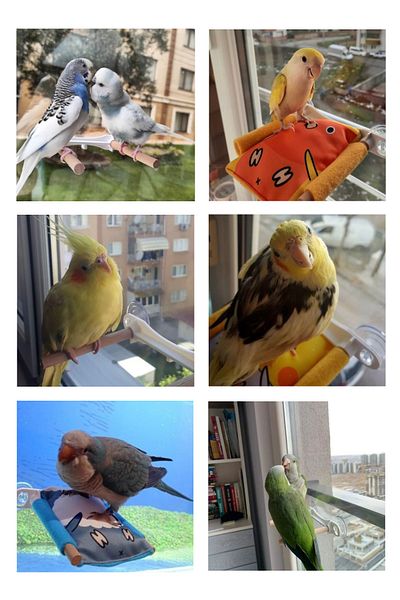 Kuşarkadaşım Glass Surface Mount for Bird Bed (Pillow Not Included) Perch Cushion Suction Cup Apparatus