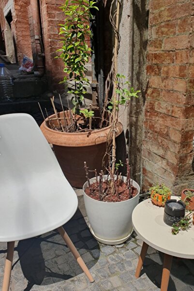 Melkan Home Dekoratif Begonya Saksı 22 Litre Beyaz