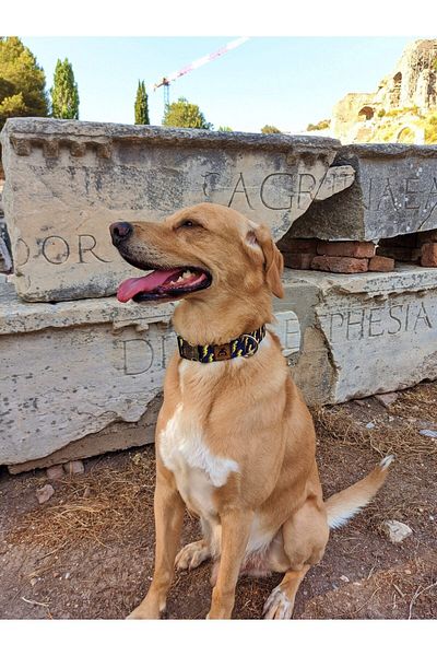 UTDpet Zeus Dog Collar Set