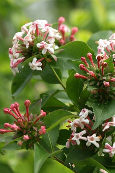 bahçevilya (ABELİA GRANDİFLORA)abelya Güzellik Çalısı Fidanı