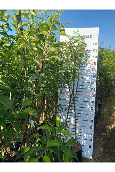 Smargat Tüplü 3 Yaş Kırmızı(starking Delicious) Elma Fidanı Aşılı Kırmızı Elma