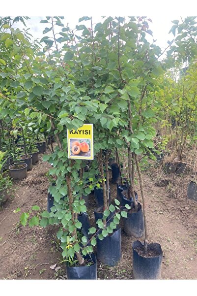 Smargat Tüplü 3 Yaş Kayısı(matador) Fidanı Aşılı Kayısı Fidanı