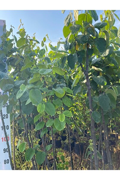 Smargat Tüplü 3 Yaş Ayva Fidanı Aşılı Ekmek Ayvası