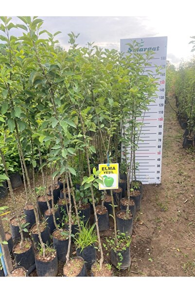 Smargat Tüplü 3 Yaş Yeşil Elma Fidanı Aşılı Yeşil Elma