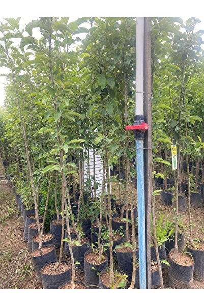 Smargat Tüplü 3 Yaş Yeşil Elma Fidanı Aşılı Yeşil Elma