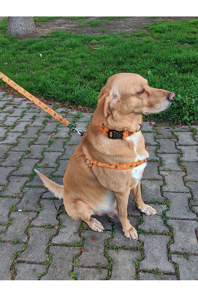 UTDpet Pine Dog Collar Set