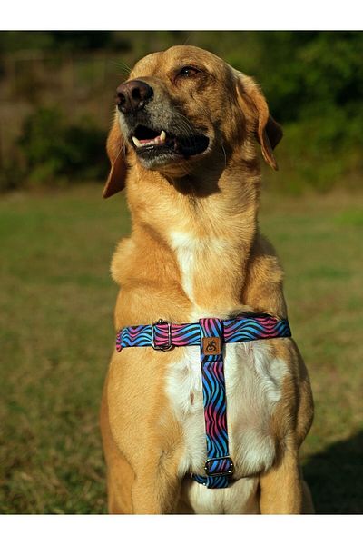 UTDpet Turquoise Dog Collar Set