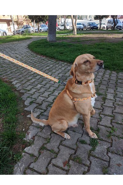 UTDpet Shiba Dog Patterned Collar Set