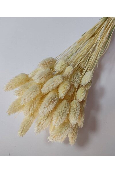 Aker Hediyelik Kuru Çiçek Phalaris ( Kuş Otu) Demet 30 Dal