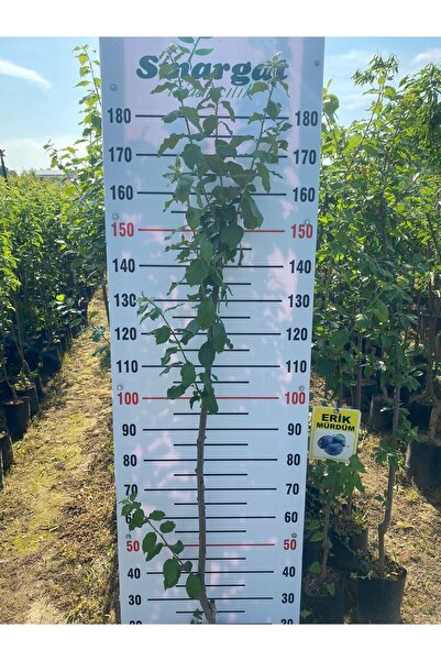 Smargat Tüplü 3 Yaş Mürdüm Erik Fidanı Aşılı Erik Fidanı