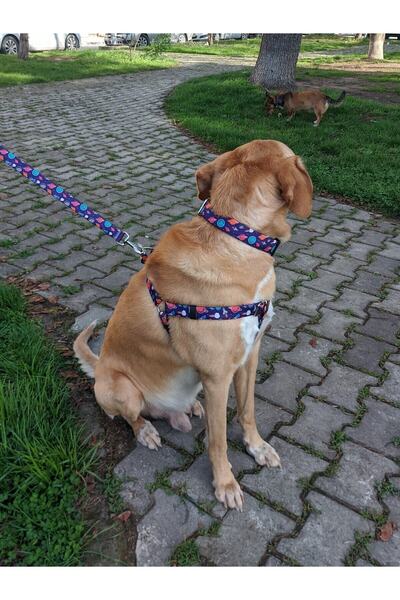 UTDpet X Æ A-12 Köpek Tasma Seti