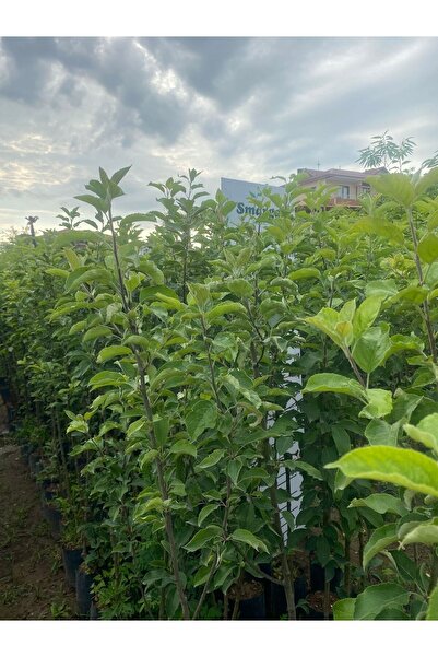 Smargat Tüplü 3 Yaş Yeşil Elma Fidanı Aşılı Yeşil Elma