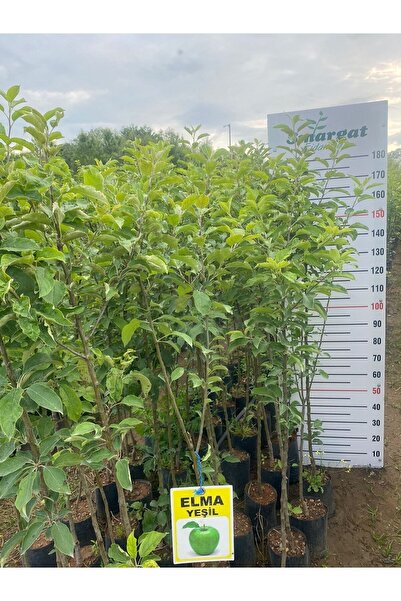 Smargat Tüplü 3 Yaş Yeşil Elma Fidanı Aşılı Yeşil Elma
