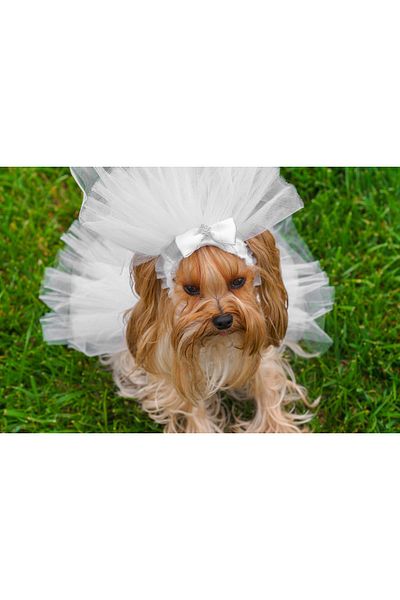 MAXSTYLESPET Cat Dog Dress for Special Occasions - Wedding Dress and Veil