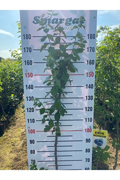 Smargat Tüplü 3 Yaş Mürdüm Erik Fidanı Aşılı Erik Fidanı