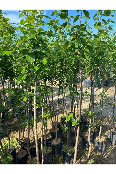 Smargat Tüplü 3 Yaş Mürdüm Erik Fidanı Aşılı Erik Fidanı