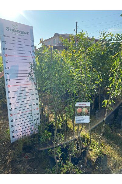Smargat Tüplü 3 Yaş Deveci Armut Fidanı Aşılı Deveci Armut