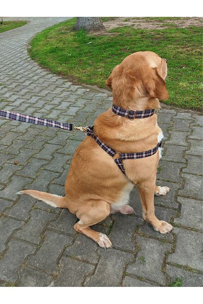 UTDpet Classy Dog Collar Set