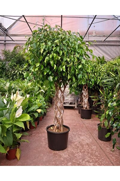 GYCONCEPT Ficus Benjamin Örgülü