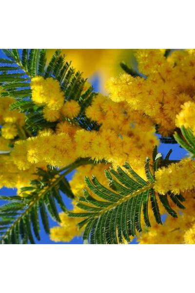 bahçevilya Mimoza Fidanı 25 50 Cm Acacia Dealbata Ada