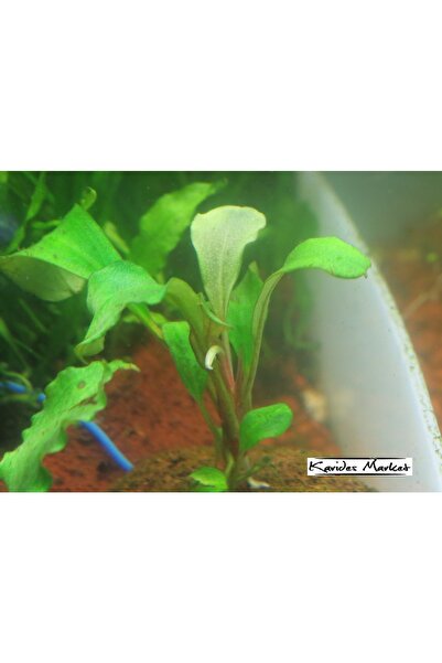 KARİDES MARKET Bucephalandra Green Wavy 4-5 yapraklı 1 Gövde Canlı Bitki