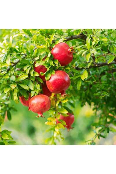 fidanpaketim Çekirdeksiz Nar Ağacı