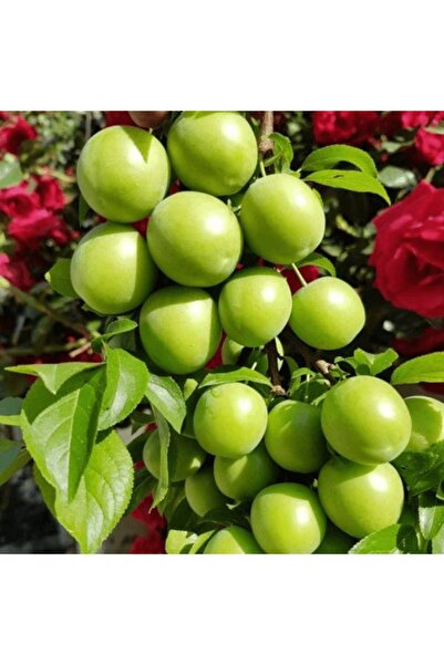 fidanpaketim Papaz Erik Ağacı