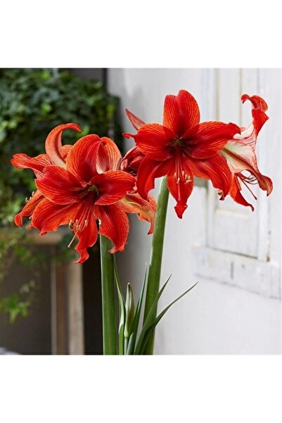 fidanpaketim Red Lion Amaryllis - Güzel Hatun Çiçeği