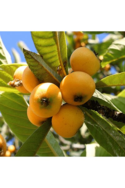 fidanpaketim Malta Eriği Yenidünya ağacı