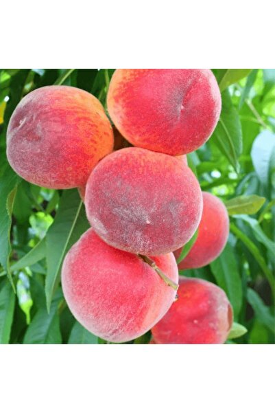 fidanpaketim Hale Şeftali Ağacı