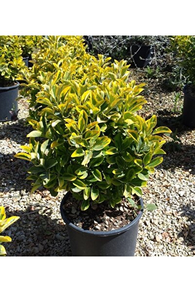 fidanpaketim Altuni Taflan Fidanı Euonymus Japonica Aurea Saksıda