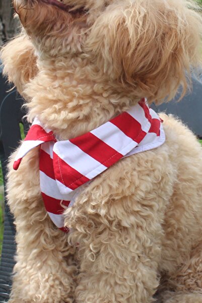 Globodepo حزام للكلاب مضاد للهروب مع طوق قابل للتعديل وملحقات باندانا