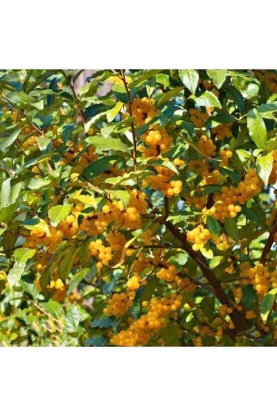 bahçevilya 1-2 Yaş Japon Iğdesi- Güz Yemişi -sarı Renk 40-60 Cm