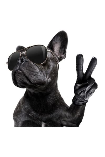 MegaSticker سيارة الكلب، دراجة نارية، خوذة، كمبيوتر محمول، ملصق زجاجي مقاس 14...