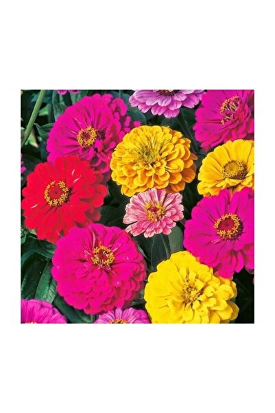 Genel Markalar Beybeğendi (zınnıa) 30 Adet