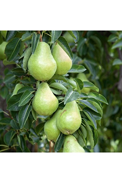 fidanpaketim Margarita Armut Ağacı