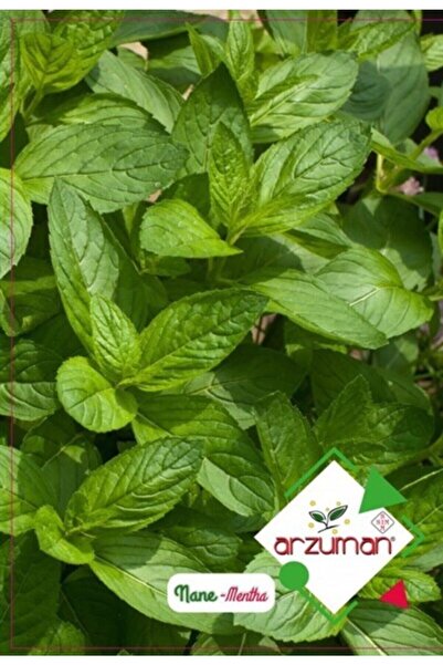 Arzuman Tohum Arzuman Sebze Nane Tohumu