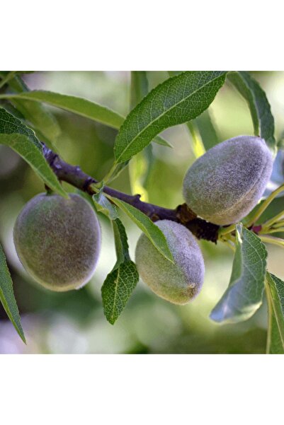 fidanpaketim Vairo Badem Ağacı