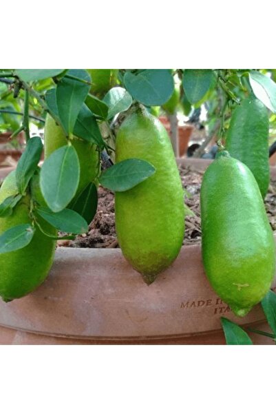 fidanpaketim Figerlime Havyar Limon Ağacı
