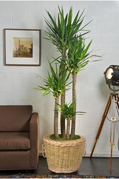 Bygolden Saksı - Çok Amaçlı Sepet Dekoratif Doğal El Örmesi Hasır Yuvarlak Sa...