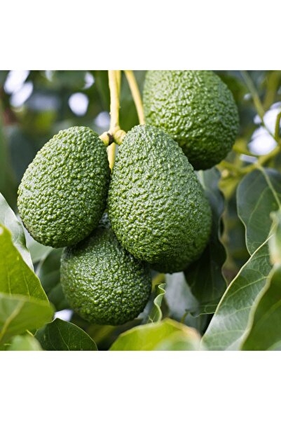 fidanpaketim Bacon Avokado Ağacı ( Avakado)