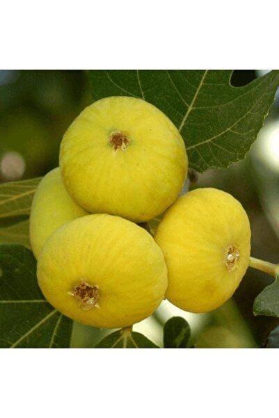 fidanpaketim Beyaz Sofralık İncir Ağacı