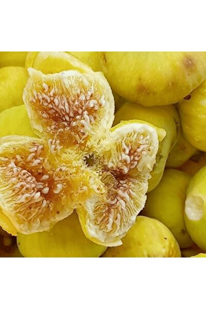 fidanpaketim Beyaz Sofralık İncir Ağacı