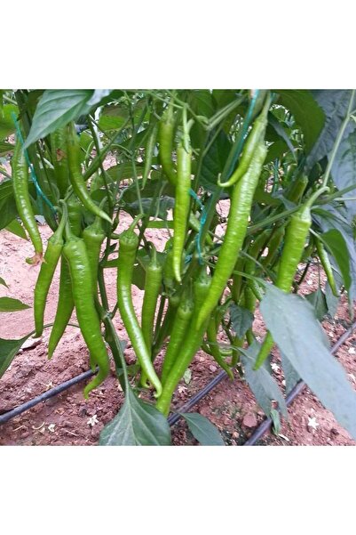 Genel Markalar 5 Adet Şölen F1 Tatlı Sivri Biber Fidesi