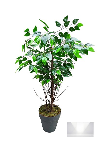 Cennet Home Tek gövde çalılı doğal görünümlü Benjamin yeşil yapraklı ağaç