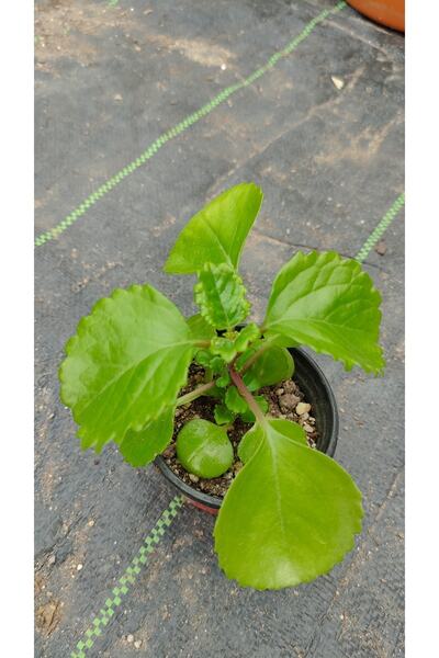 Öztürk çiçekçilik Parlak Mustafa Çiçeği- 5.5 Cm Saksı- Mini Fide