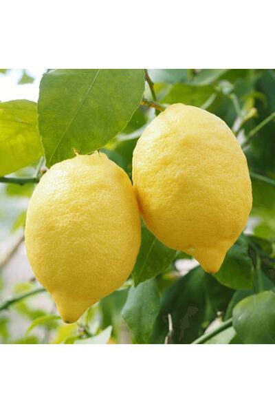 fidanpaketim İnterdonat ( Enterdonat ) Limon Ağacı