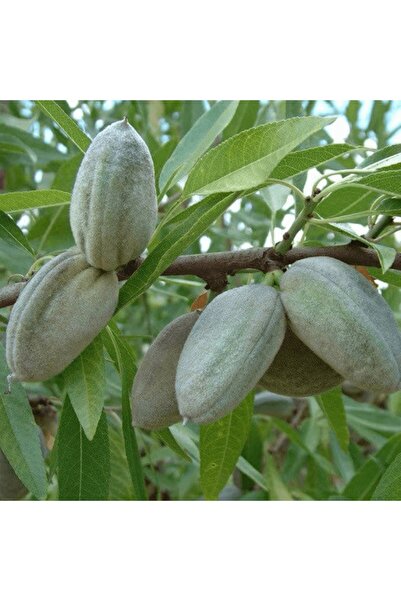 fidanpaketim Carrero Badem Ağacı